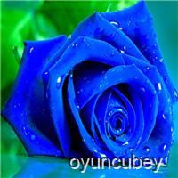Blue Roses Puzzle