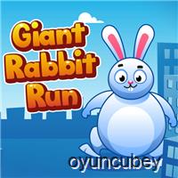 Conejo Gigante Corre
