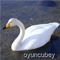 Graceful Swans Bulmaca