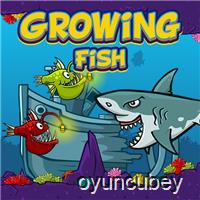 Growing Fisch