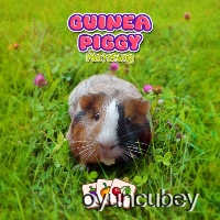 Guinea Piggy Matching