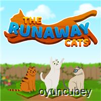 Das Runaway Katzen